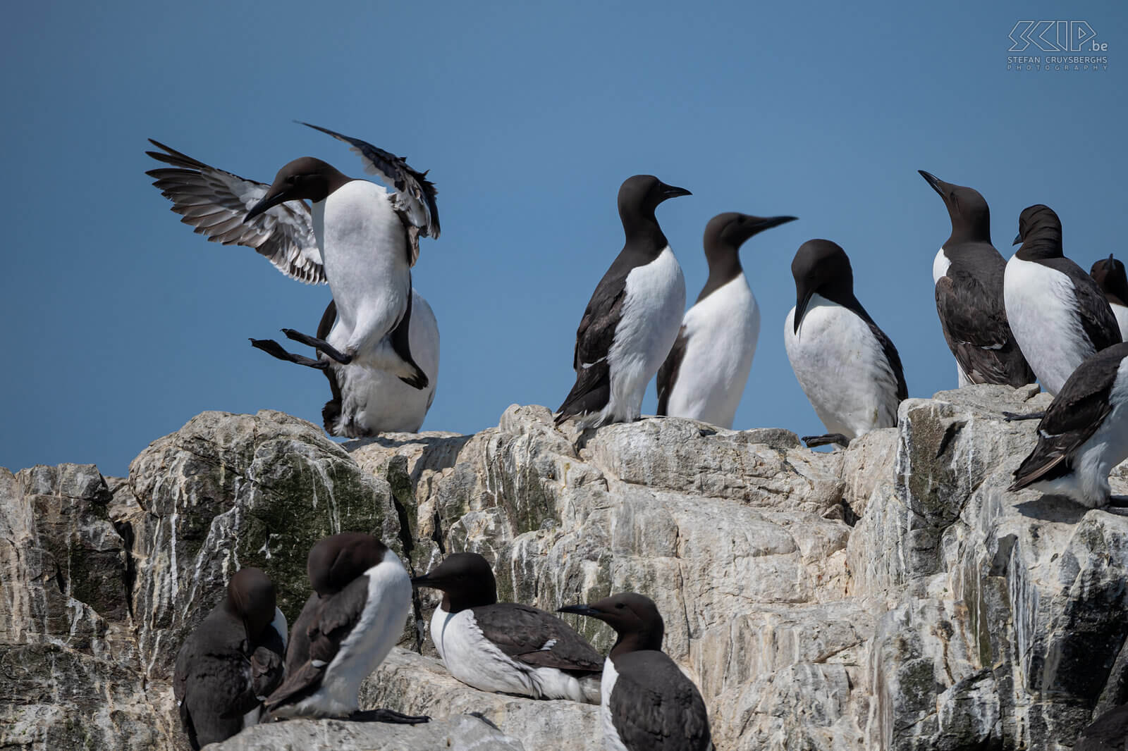 Farne Islands - Guillemots The Farne Islands are home to more than 25 nesting bird species. One of them is the guillemot. It is estimated that over 100,000 individual guillemots inhabit the island. Stefan Cruysberghs